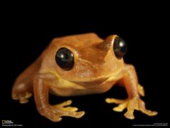 Tapeta National Geographic 425.jpg